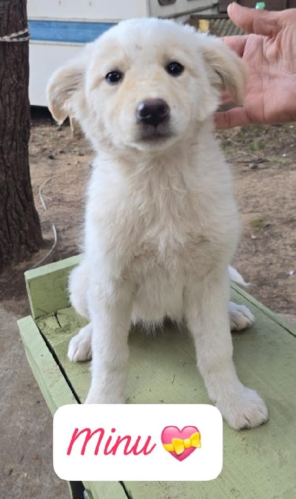 Ken Mila Minù cuccioli di 3 mesi cercano casa  Foto 3